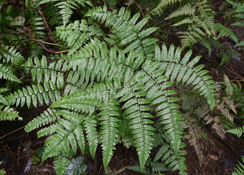 Diplazium hachijoense photo 2