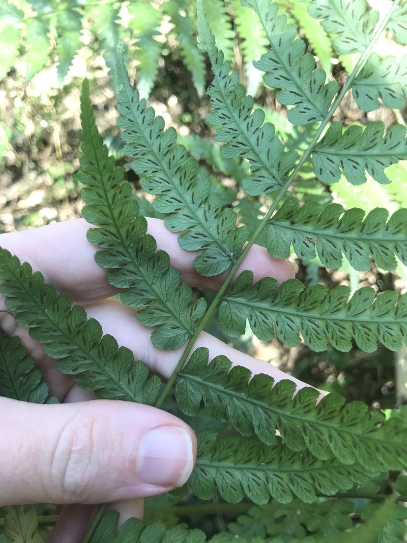 Diplazium hachijoense photo 3