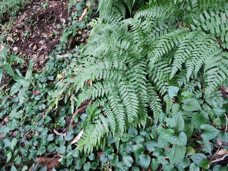 Diplazium hachijoense photo 4