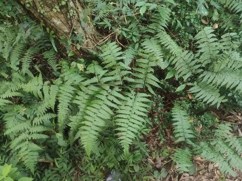 Diplazium hachijoense photo 5
