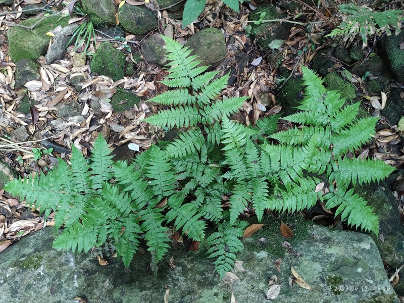 Diplazium hachijoense photo 7