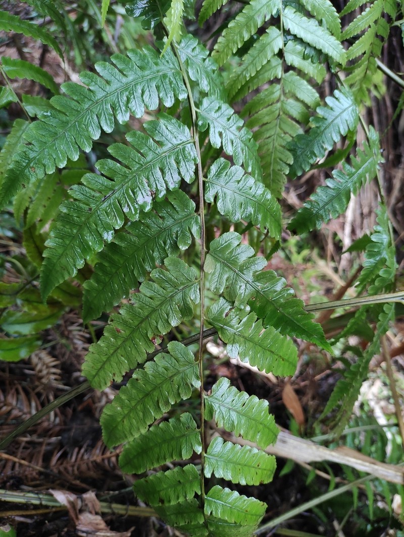 Diplazium hachijoense photo 8
