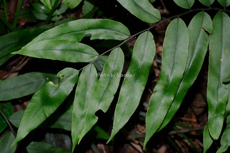 Diplazium hainanense