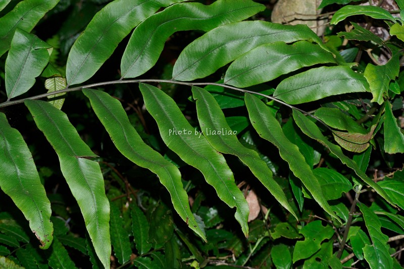 Diplazium hainanense photo 2