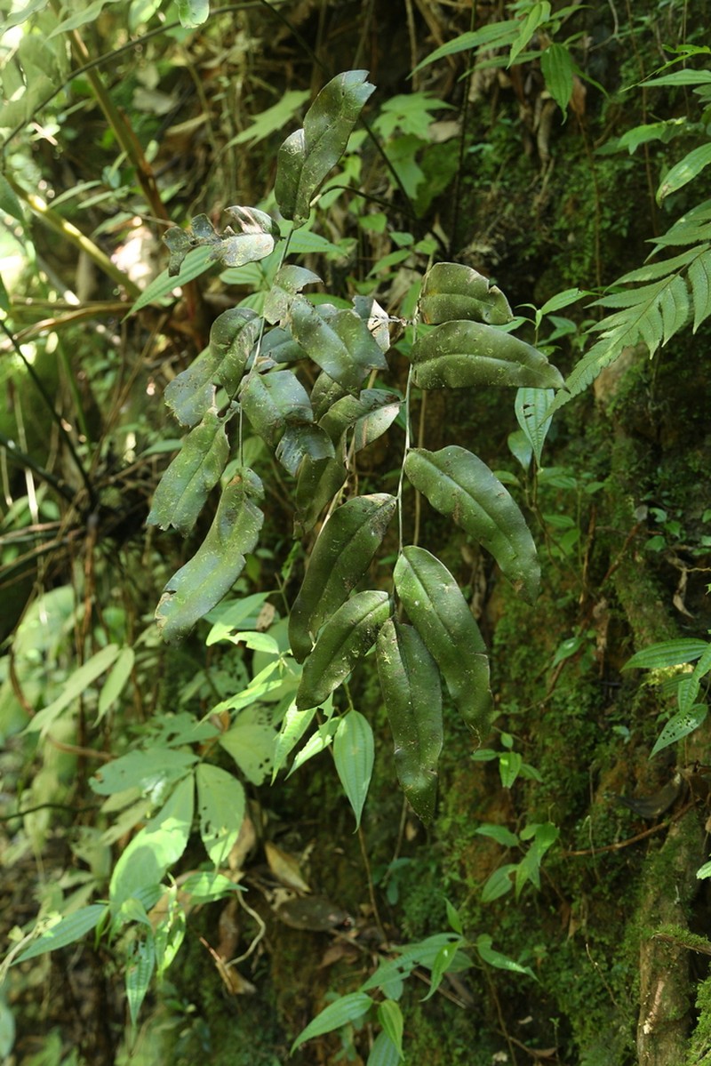 Diplazium hainanense photo 3