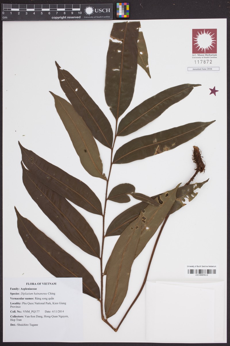 Diplazium hainanense photo 4