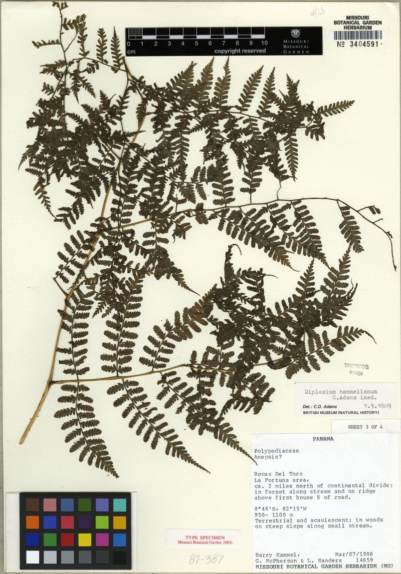 Diplazium hammelianum