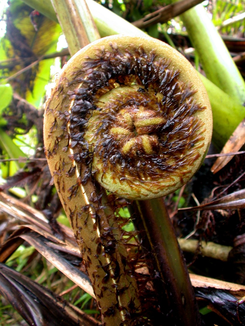 Diplazium harpeodes