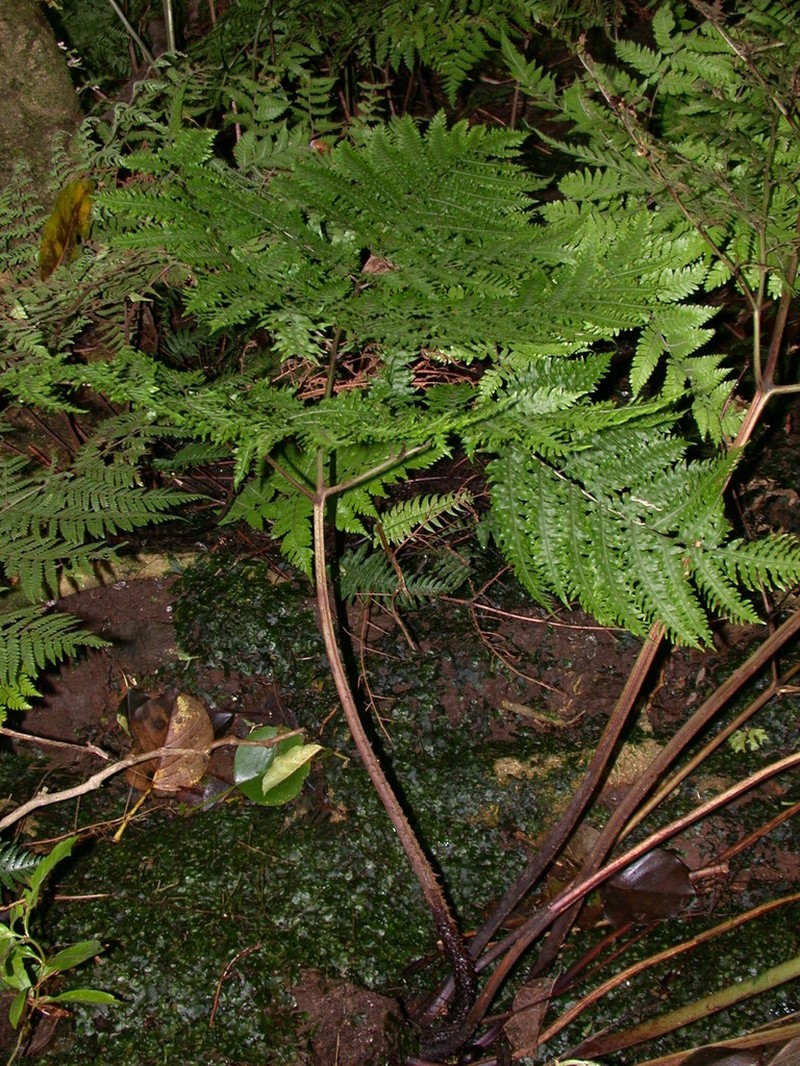 Diplazium harpeodes photo 2