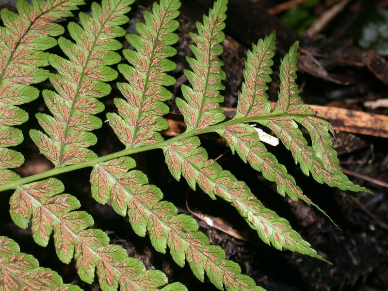 Diplazium harpeodes photo 3