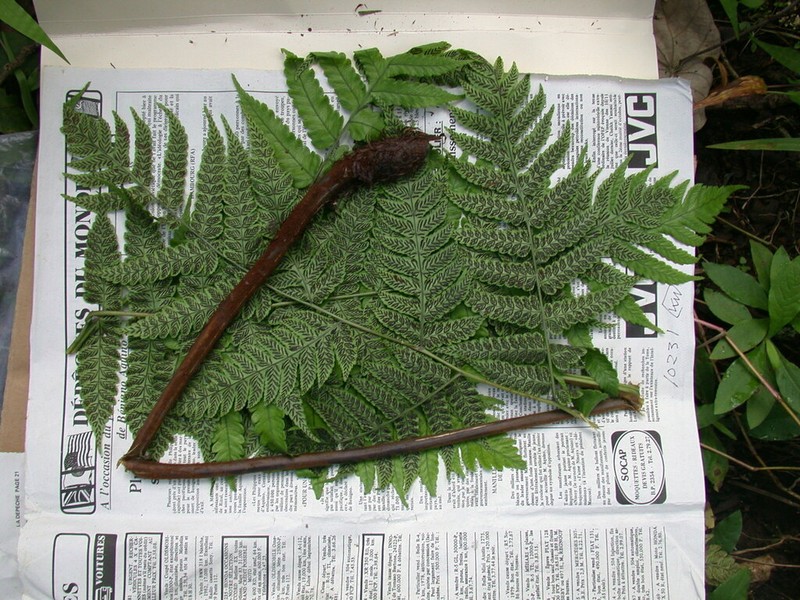 Diplazium harpeodes photo 5