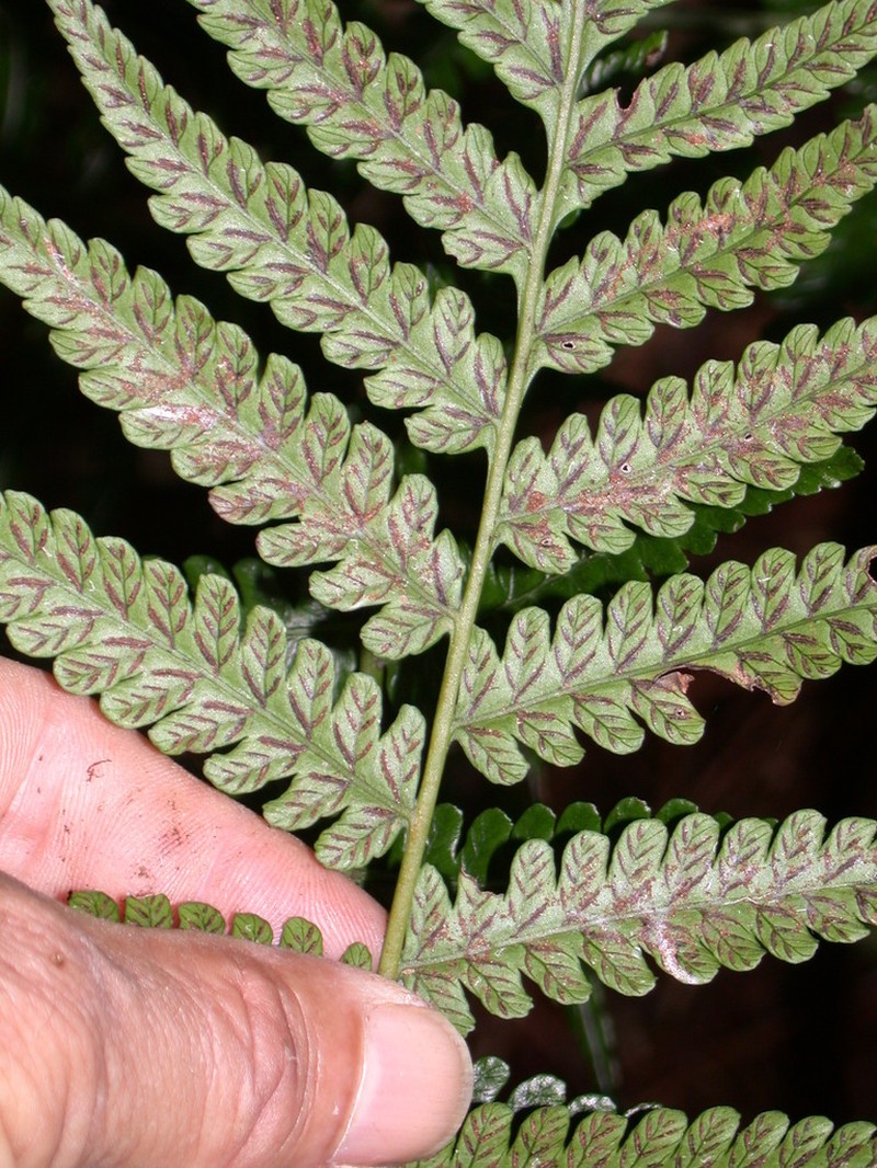 Diplazium harpeodes photo 6