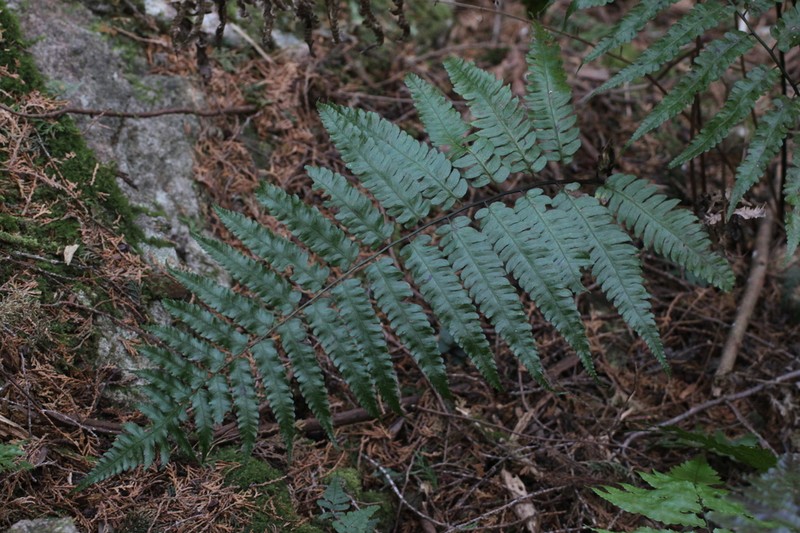 Diplazium hayatamae