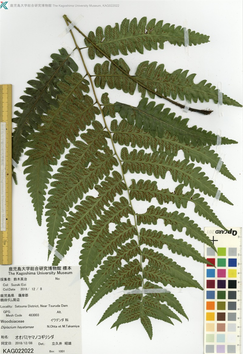 Diplazium hayatamae photo 2