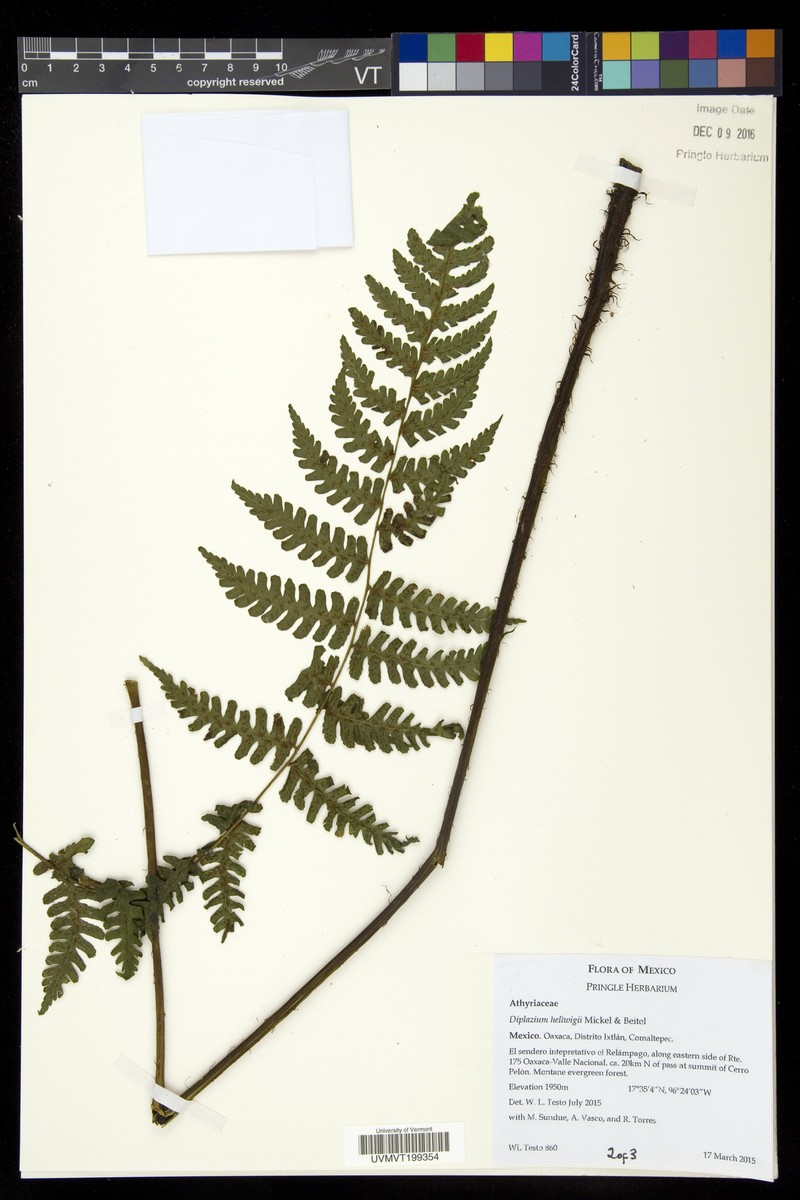 Diplazium hellwigii