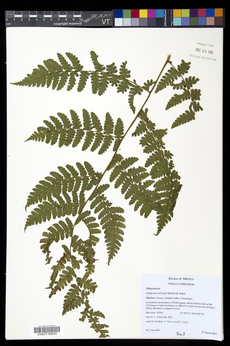 Diplazium hellwigii photo 2