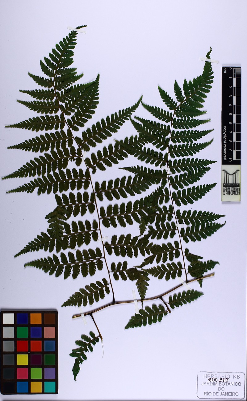 Diplazium herbaceum