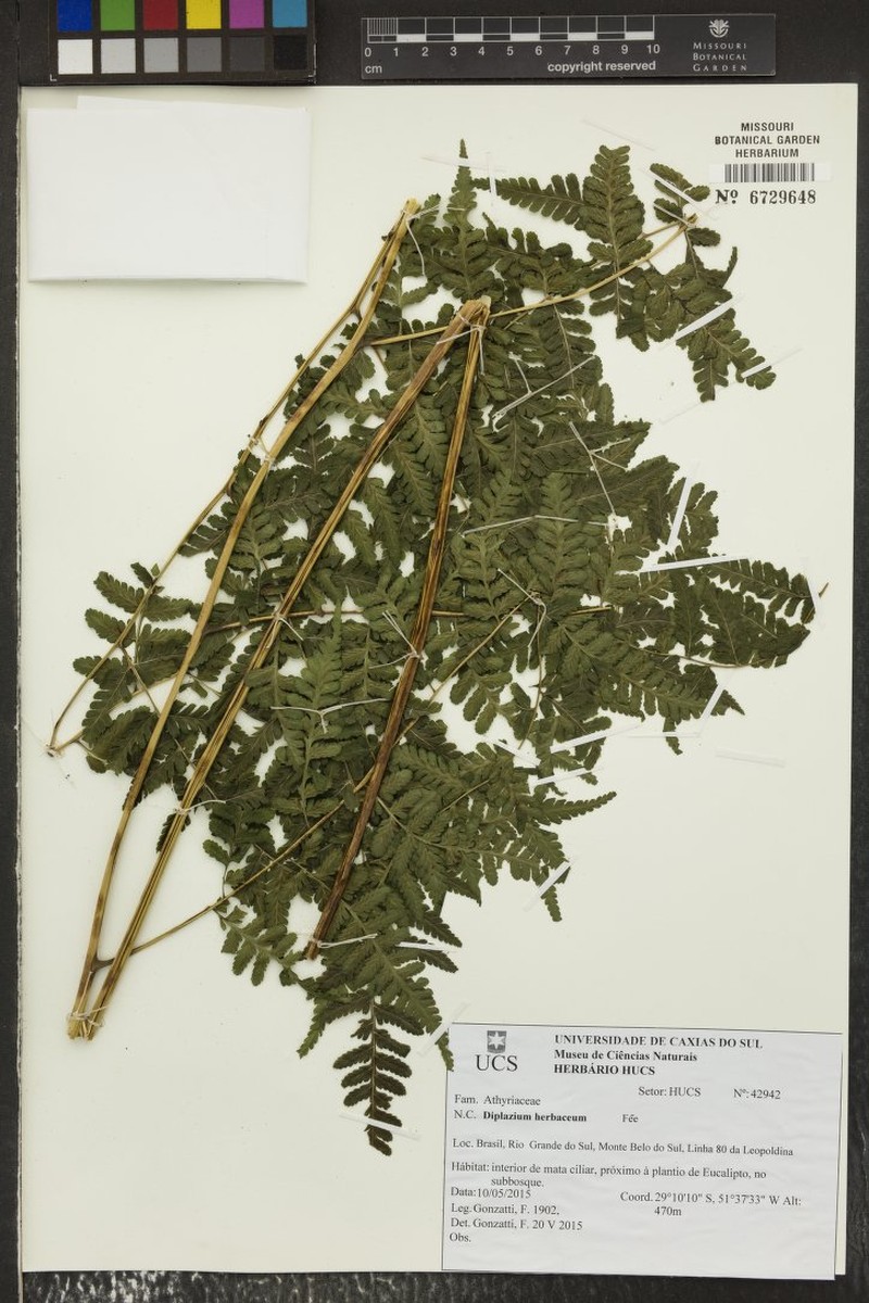 Diplazium herbaceum photo 2
