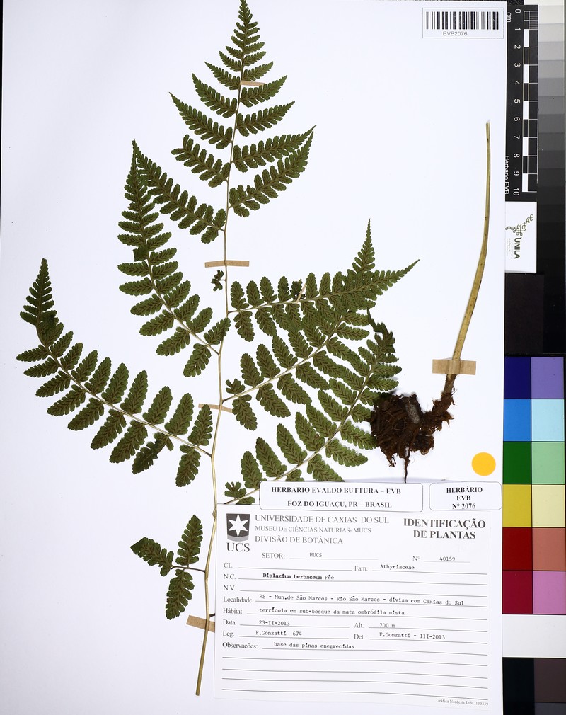 Diplazium herbaceum photo 3