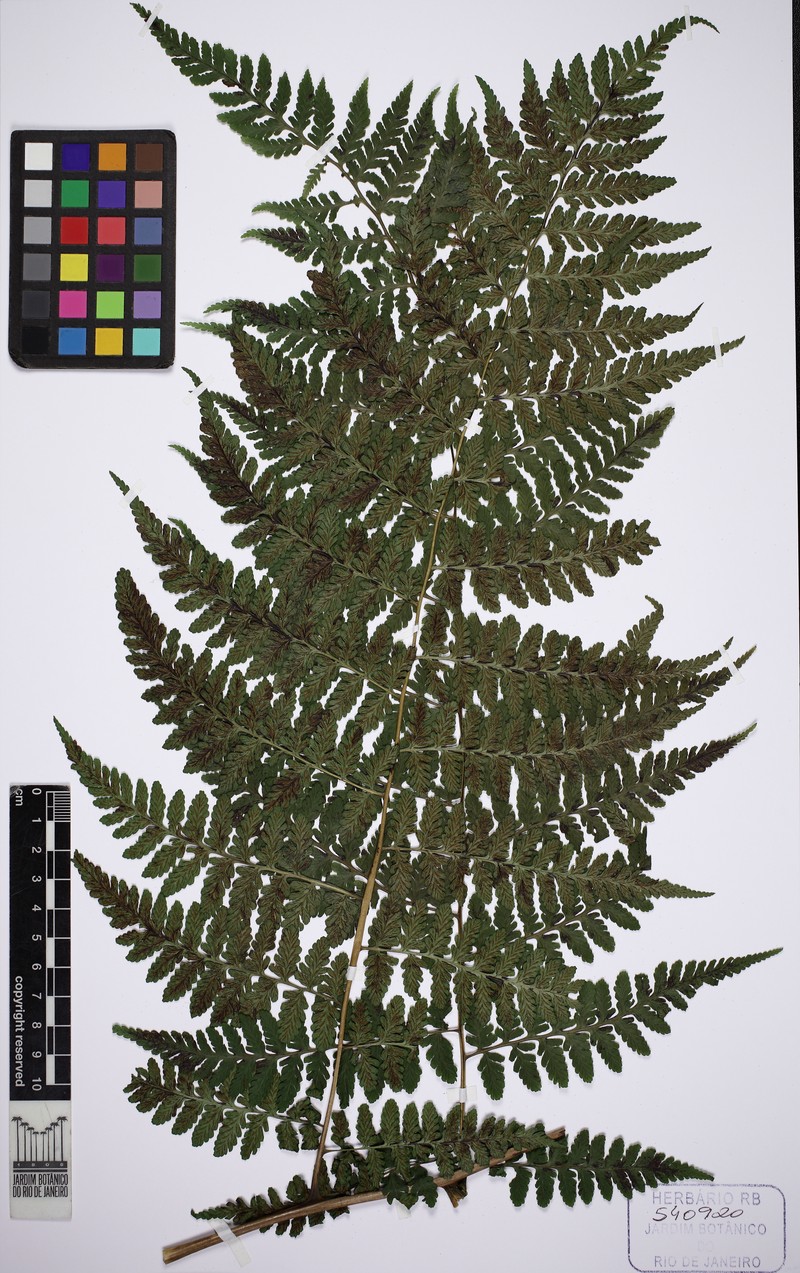 Diplazium herbaceum photo 4