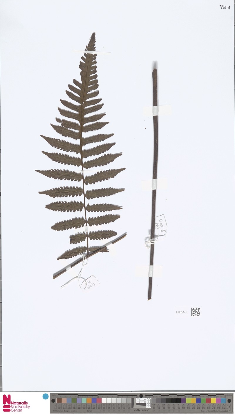 Diplazium hewittii