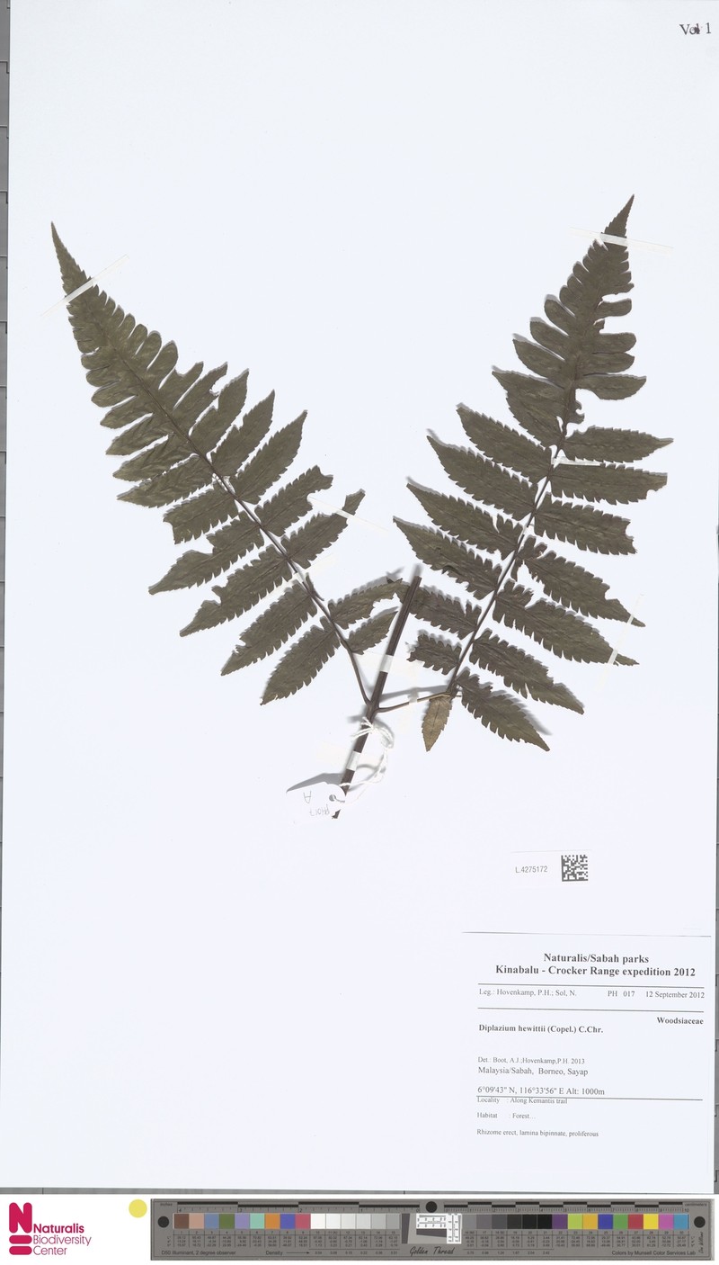 Diplazium hewittii photo 3