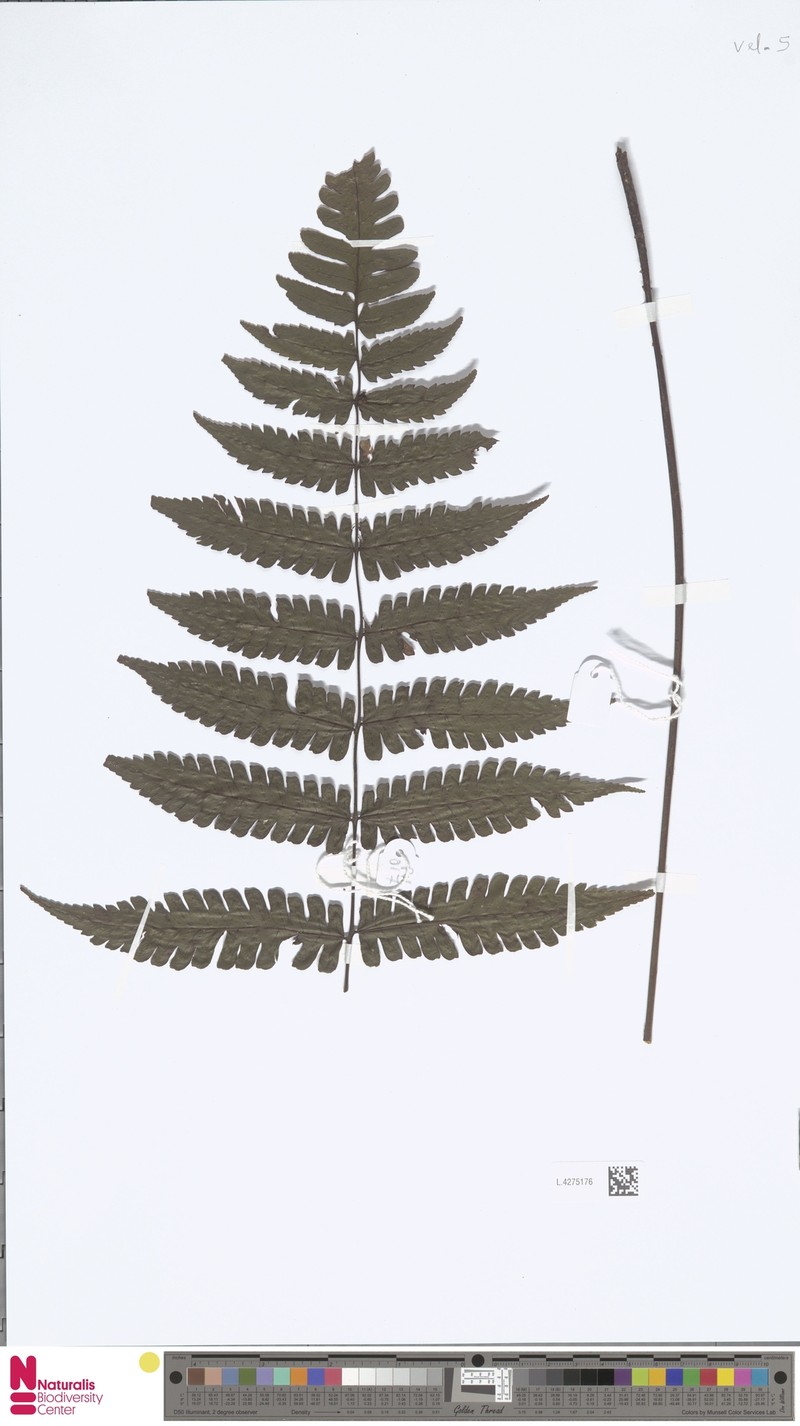 Diplazium hewittii photo 4
