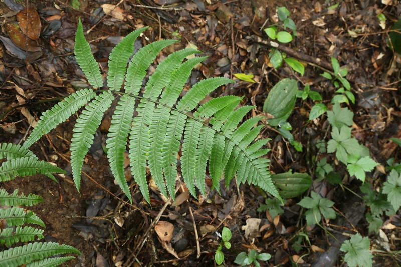Diplazium holttumii photo 4