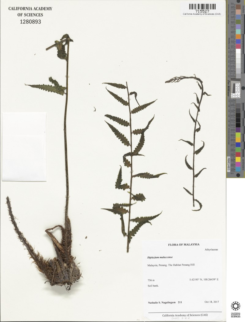 Diplazium holttumii photo 6