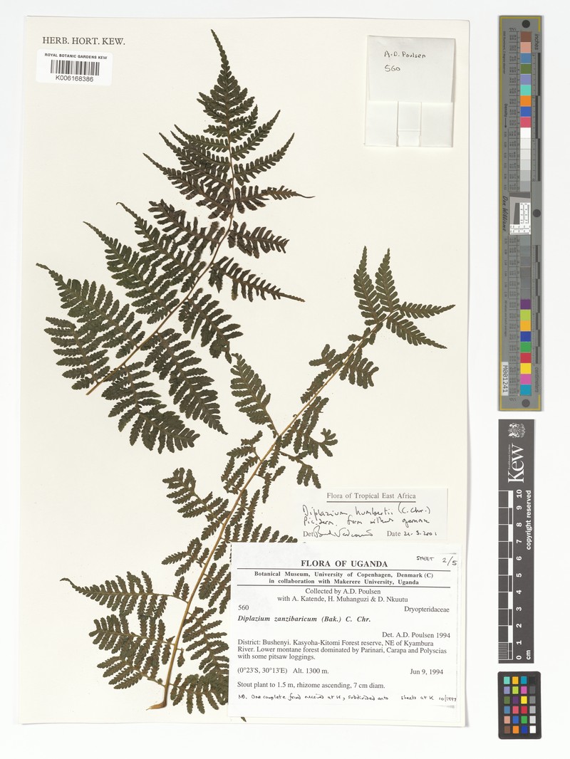 Diplazium humbertii