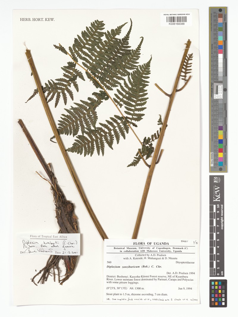 Diplazium humbertii photo 2