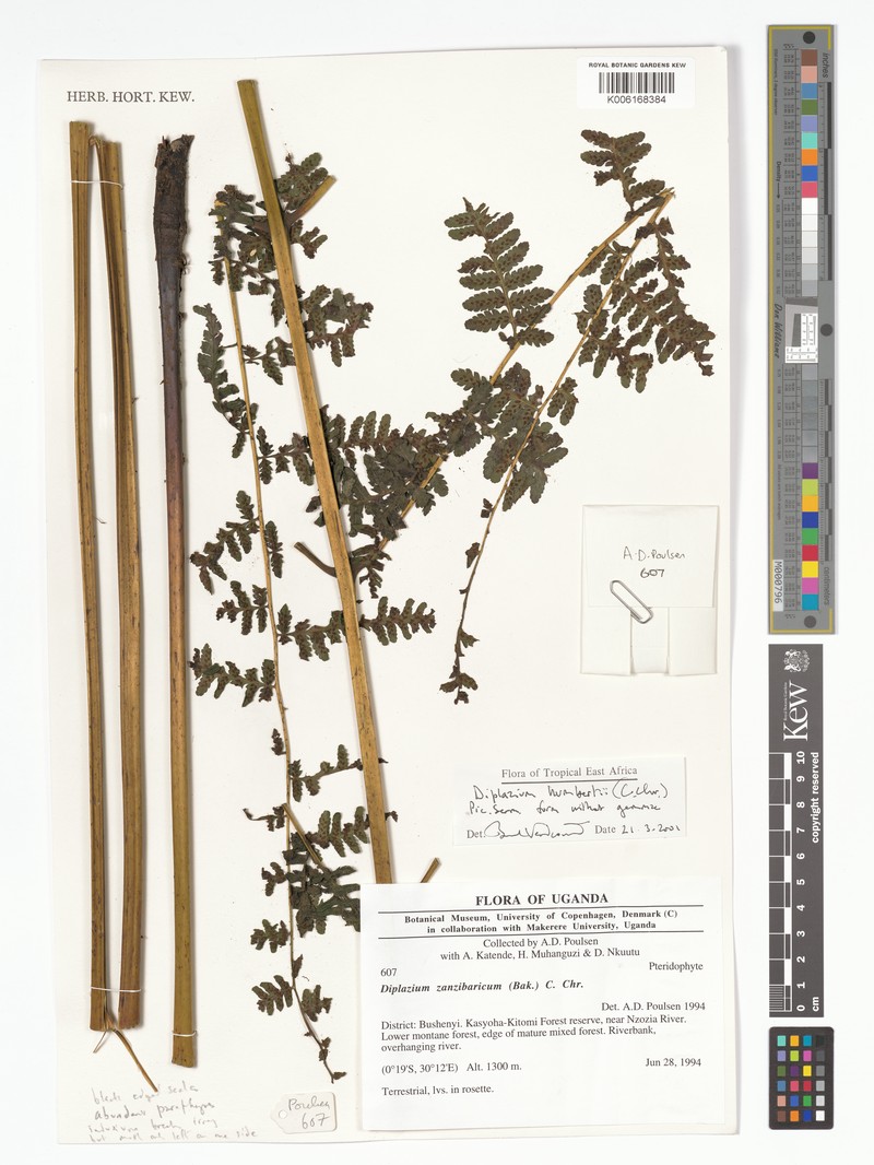 Diplazium humbertii photo 3