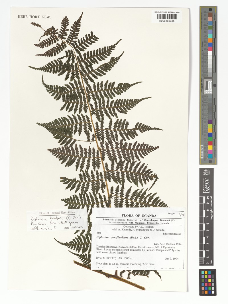 Diplazium humbertii photo 4