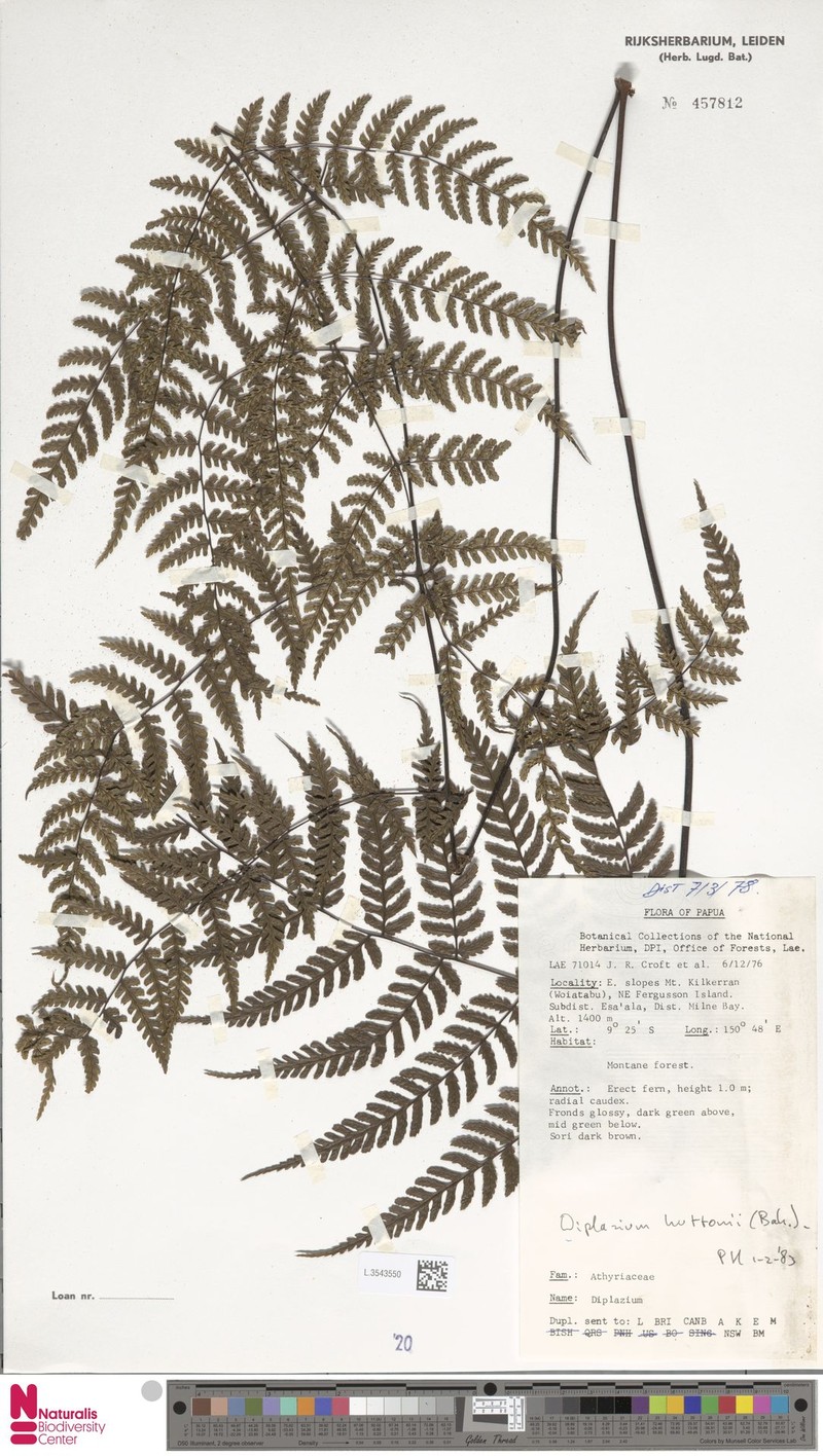 Diplazium huttonii