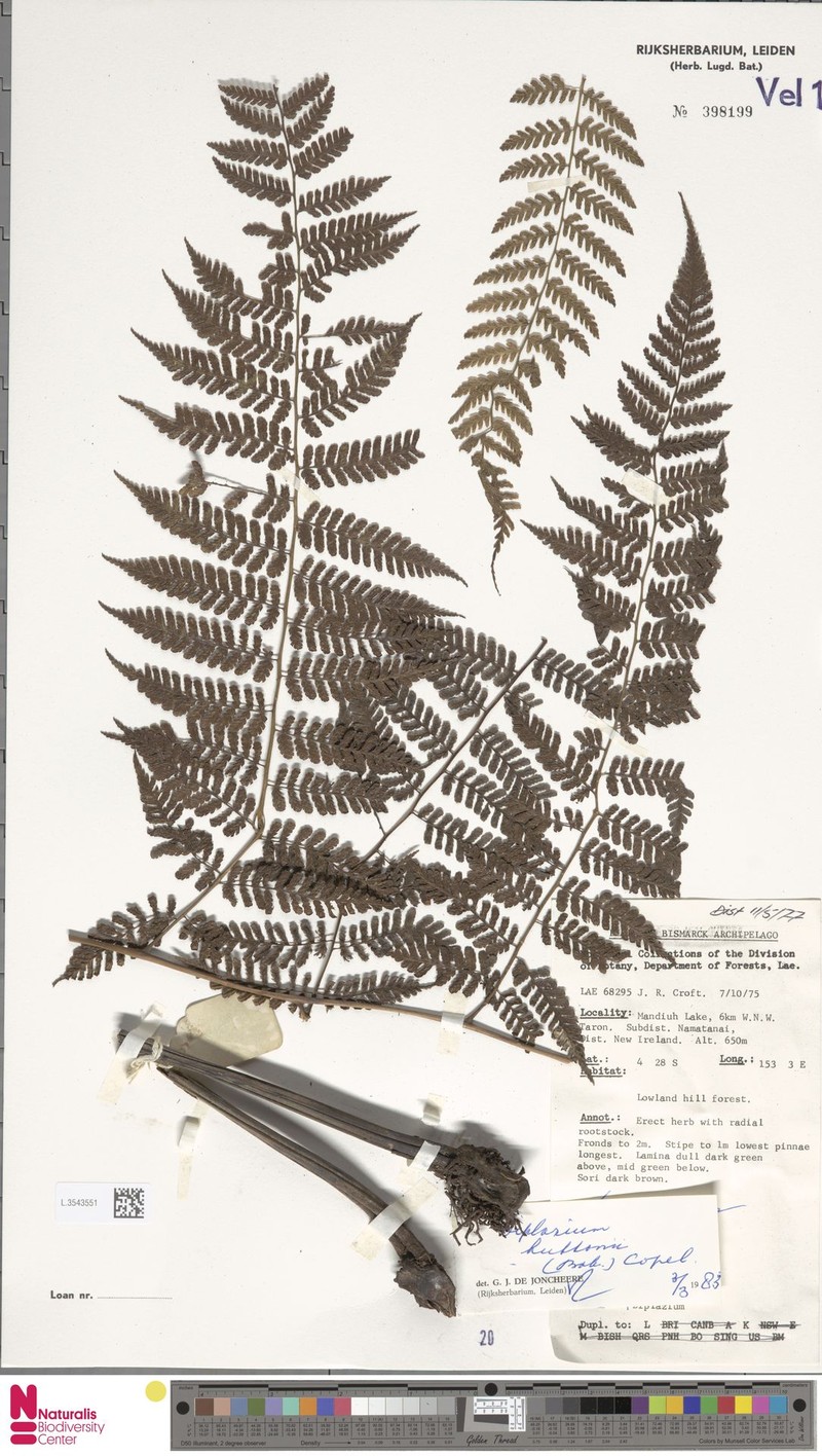 Diplazium huttonii photo 2