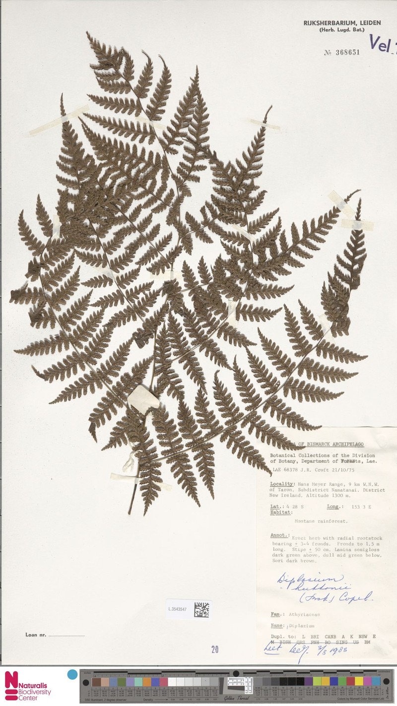 Diplazium huttonii photo 3
