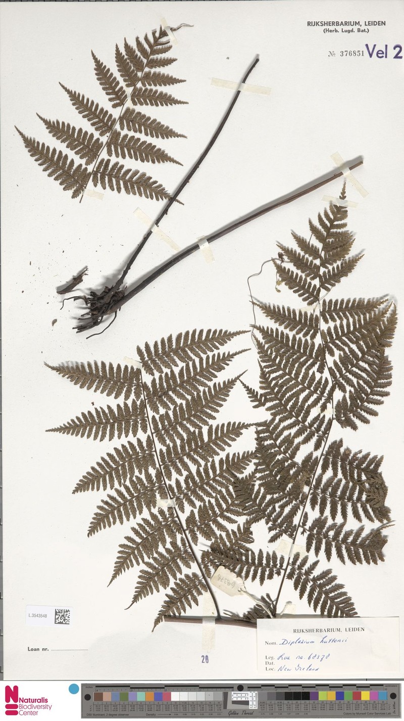 Diplazium huttonii photo 4