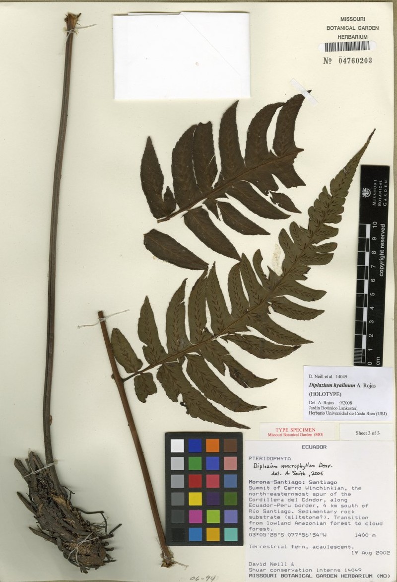 Diplazium hyalinum