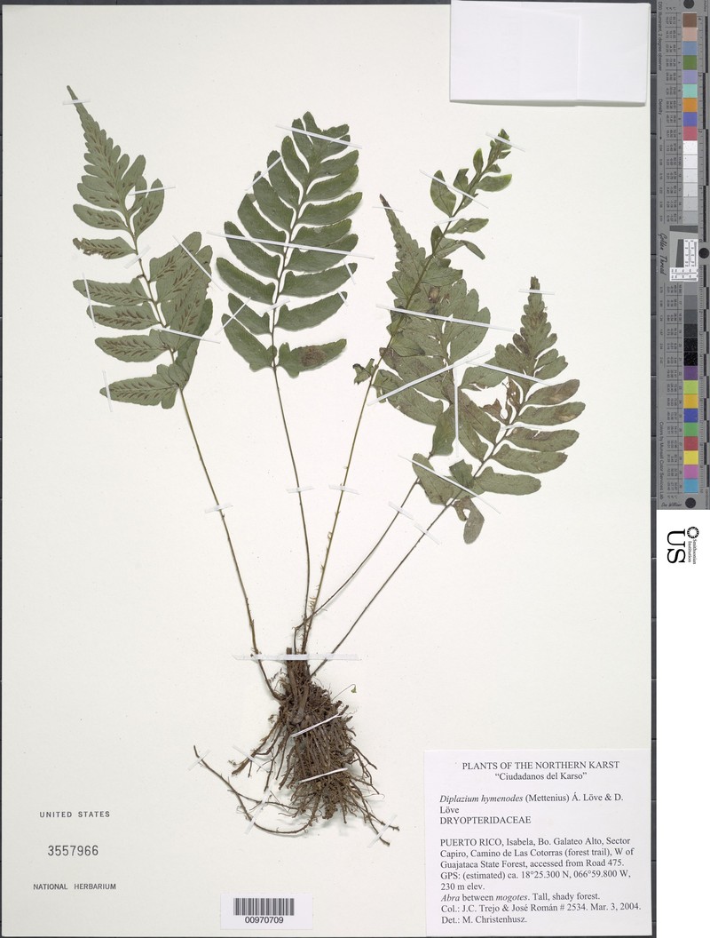 Peacock Fern