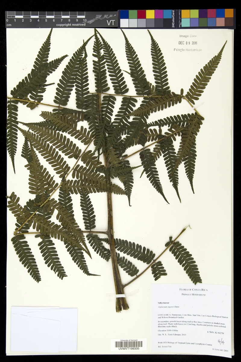 Diplazium ingens