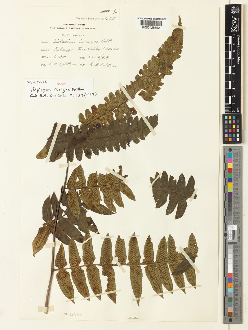 Diplazium insigne