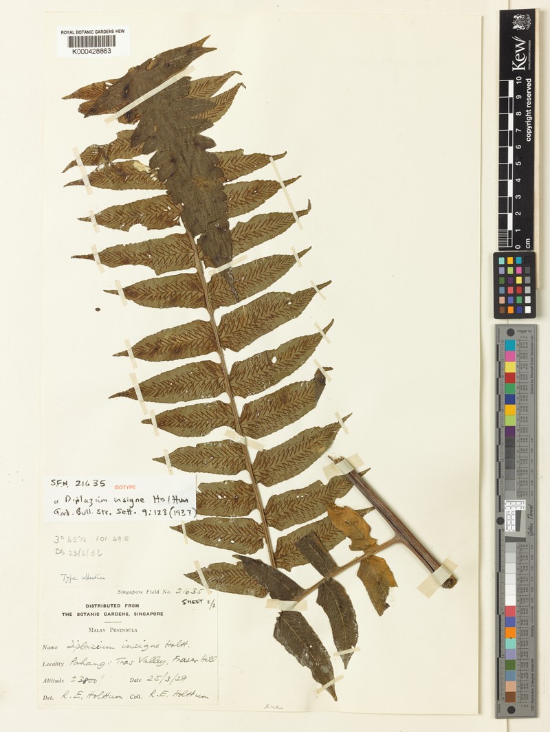 Diplazium insigne photo 2