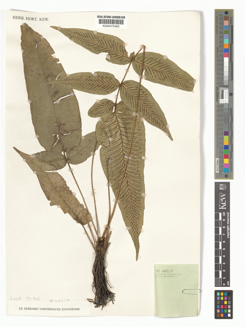 Diplazium integrifolium