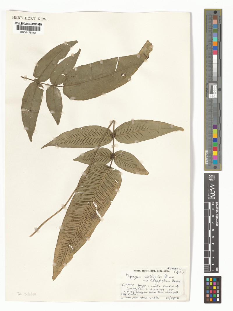 Diplazium integrifolium photo 2