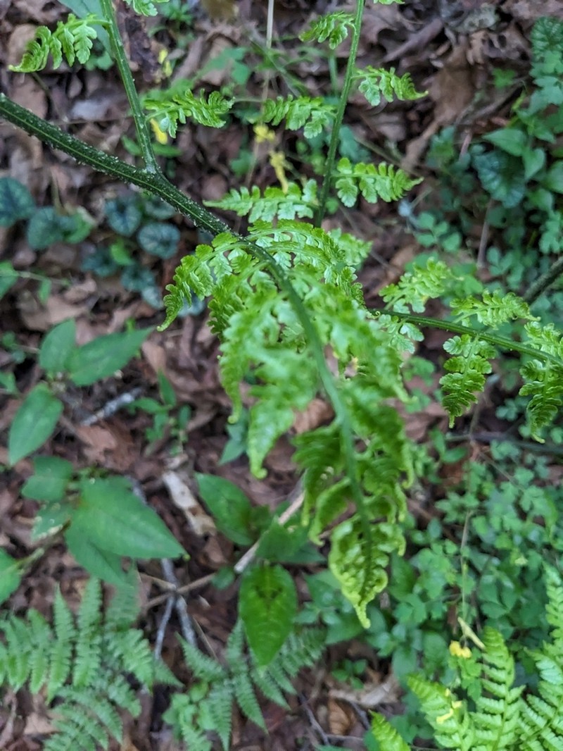 Diplazium kawakamii photo 2