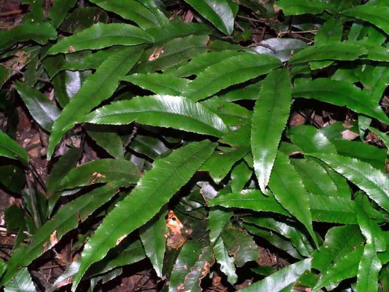 Diplazium ketagalaniorum