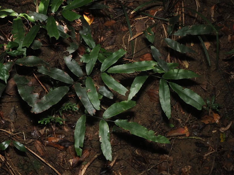 Diplazium ketagalaniorum photo 2