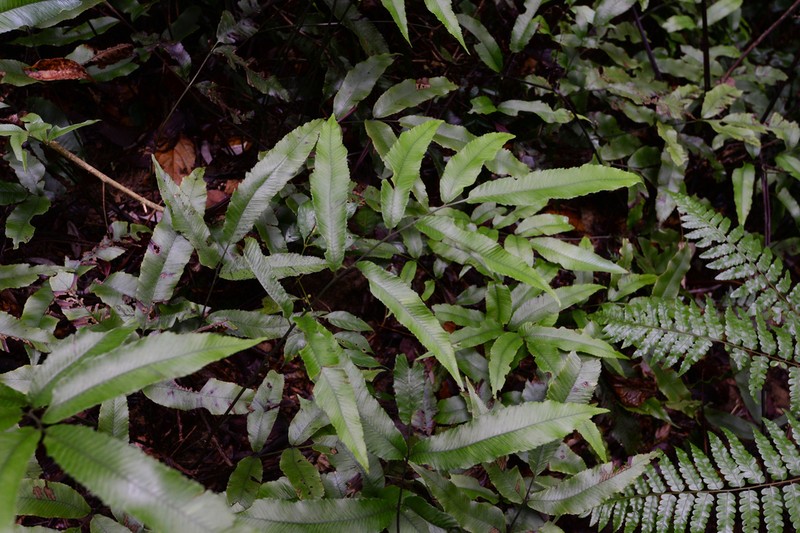 Diplazium ketagalaniorum photo 3