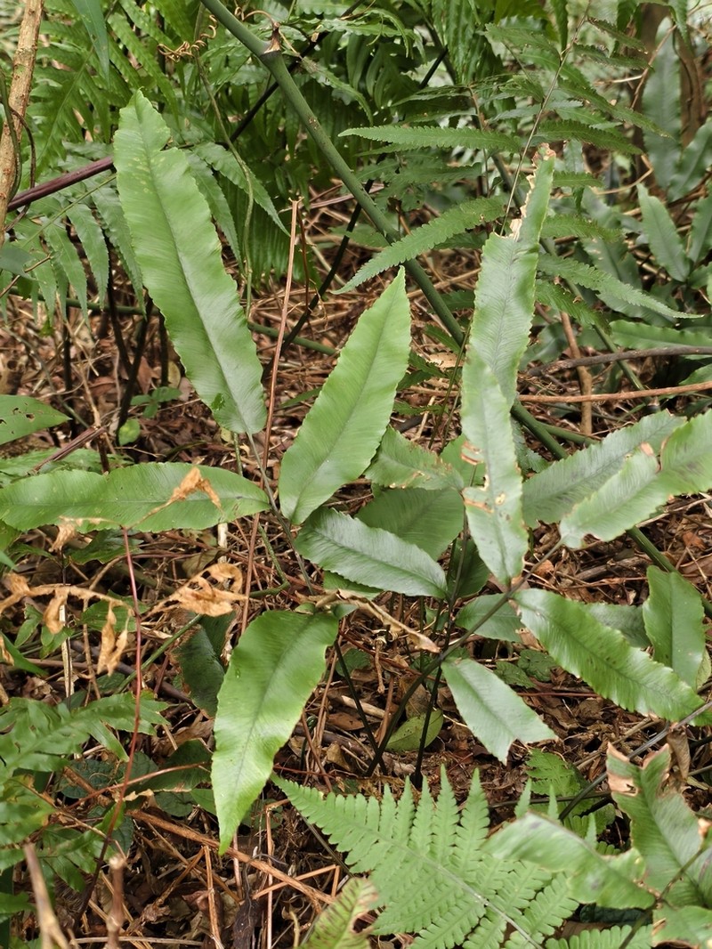 Diplazium ketagalaniorum photo 4