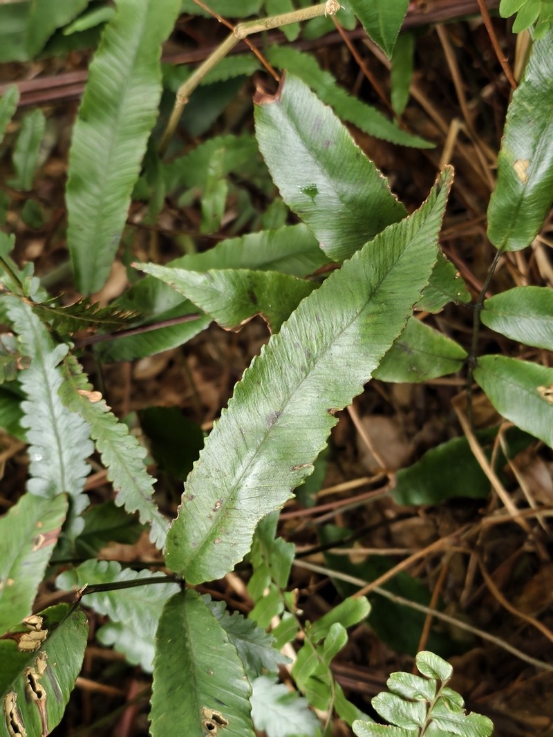 Diplazium ketagalaniorum photo 5